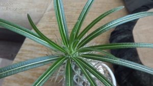 Комнатные цветы/растения. Пахиподиум обрастает после покупки.