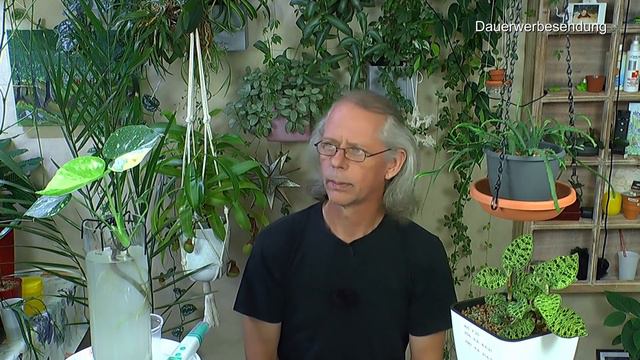 Hilfe braune Blätter Was kann ich machen Blattflecken auf der Pflanze Weißanteil wird braun Monster смотреть онлайн