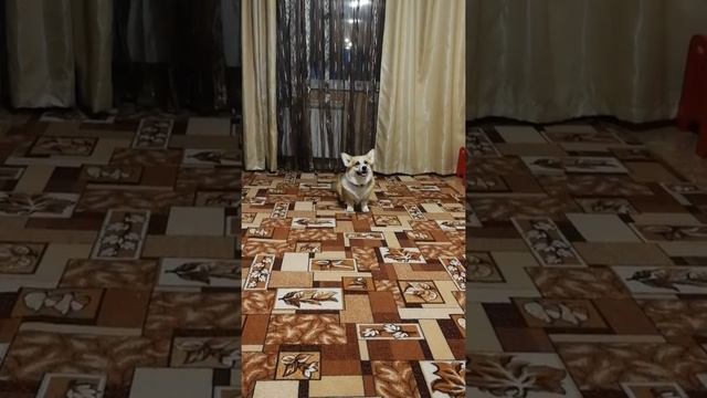 Корги Дождик: комплекс голосом и жестами, повороты на месте, замри, кувырок, рядом смотреть онлайн
