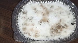 Как вырастить клубнику землянику из семян. Посев на снег. Старый, но эффективный метод.