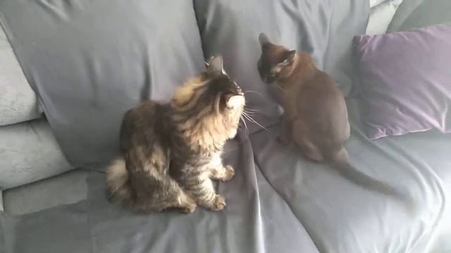 Бой без правил.