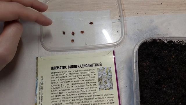 СТРАТИФИКАЦИЯ КЛЕМАТИСА ВИНОГРАДОЛИСТНОГО // Эксперимент смотреть онлайн