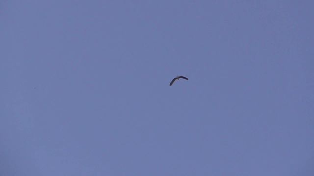 Мои ,, дикари,, на посадке и чужак - цапля.