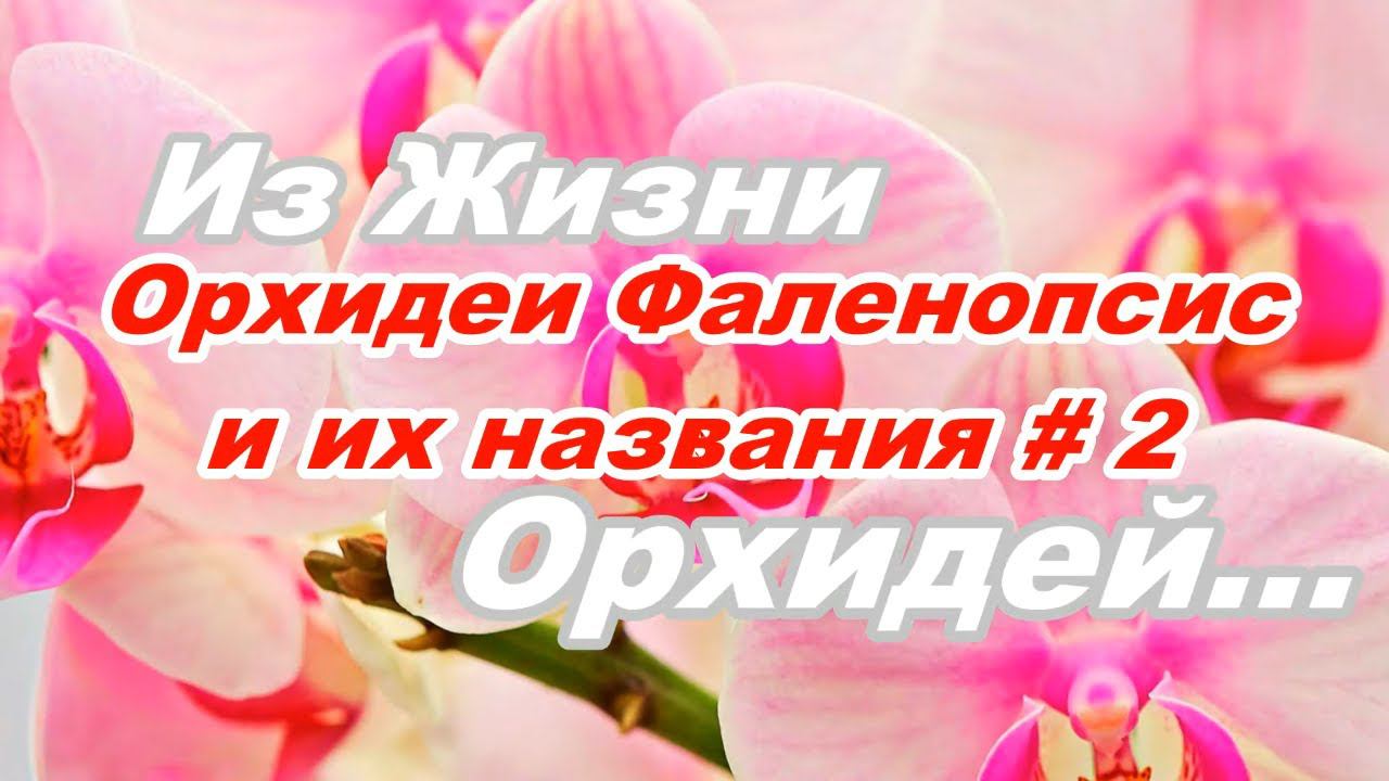 ОРХИДЕИ С НАЗВАНИЯМИ. № 2 Видео - КАТАЛОГ. СОРТОВЫЕ ФАЛЕНОПСИСЫ смотреть онлайн