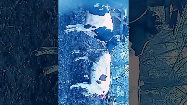 Голштин 3 смотреть онлайн