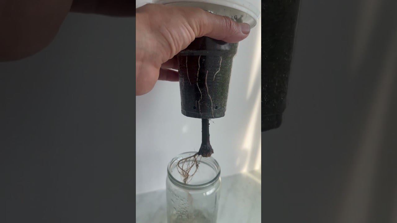 Результат комбинированного способа укоренения https://youtu.be/IGl91kTdaIw?si=WQGx1mOUTL_t-ZGb смотреть онлайн