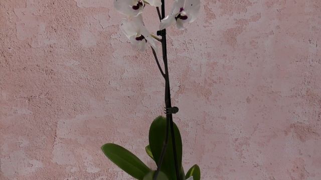 Роскошные Биг Липы (Phal. Miki Meteor, Phal.