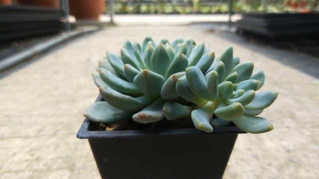 Echeveria 'Blue Elf' 多肉植物觀察 藍精靈 смотреть онлайн