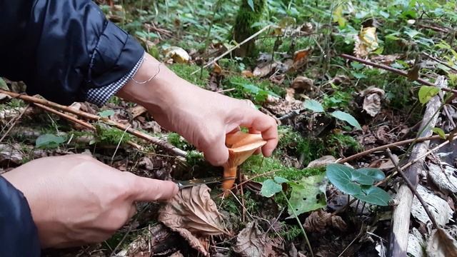 Mushroom 4K - Lactarius deliciosus, Saffron milk cap | 붉은젖버섯 смотреть онлайн