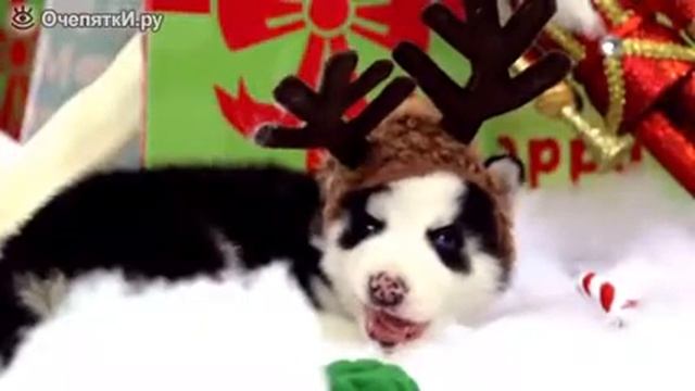 Хаски и новогодние настроение смотреть онлайн