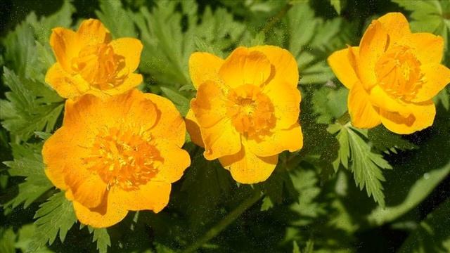 Весенние #цветы. Фото майских цветов с названиями. Часть 1. смотреть онлайн