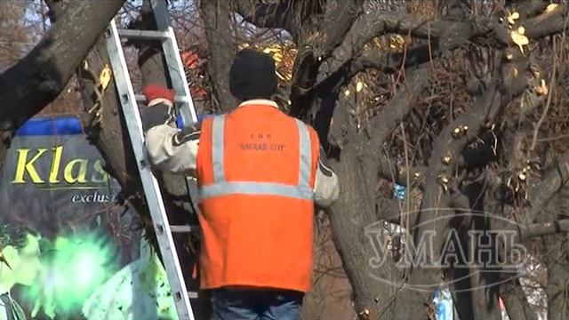 Умань міська рада.Вздовж п’яти уманських автомагістралей будуть кроновані дерева смотреть онлайн