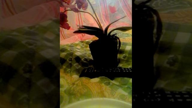 Как использовать чайные пакетики при высадки рассады смотреть онлайн