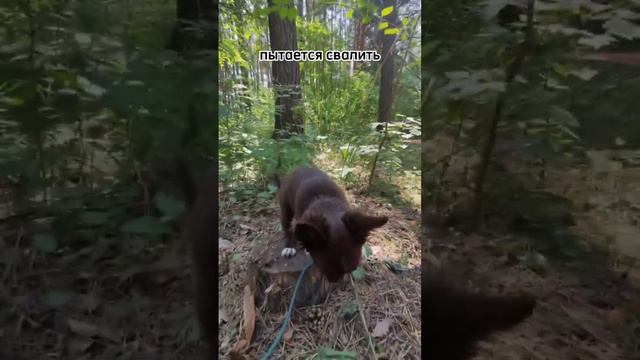 Попытки снять щенка смотреть онлайн