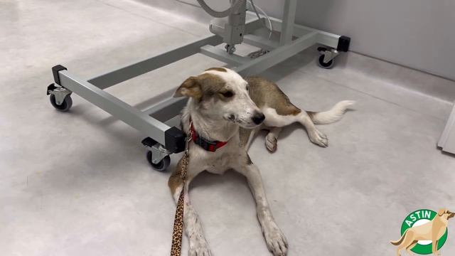 Айлин СБИЛА МАШИНА, она осталась УМИРАТЬ ОДНА! ДОБРЫЕ ЛЮДИ СПАСЛИ зоотакси Астин смотреть онлайн