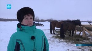 24.02.2022 Областные соревнования на лошадях Мезенской породы