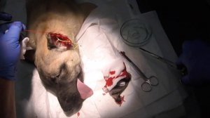 Купирование ушей