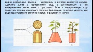 Передвижение веществ у растений. Биология 6 класс
