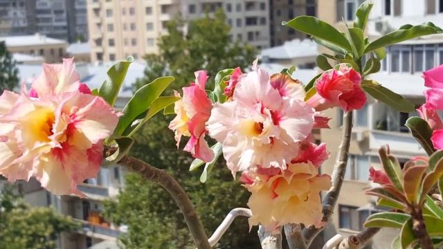 Adenium Pink Peony & Sunset Venice смотреть онлайн