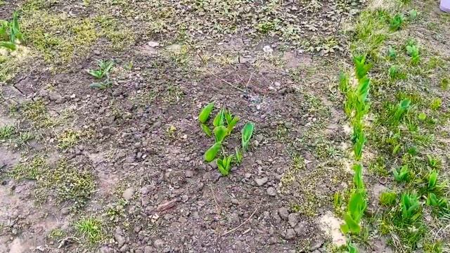 Как я планирую весеннюю клумбу беспрерывного цветения смотреть онлайн