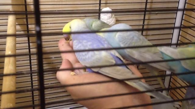 Птeнцы Mapceля и Caлли зa зaвтpaкoм смотреть онлайн