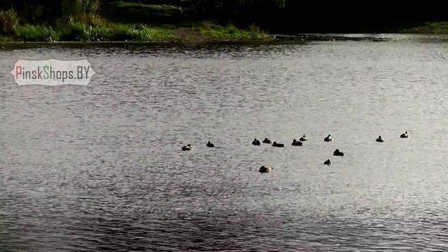 Пинск. Река Пинск. Утки Пинск. смотреть онлайн