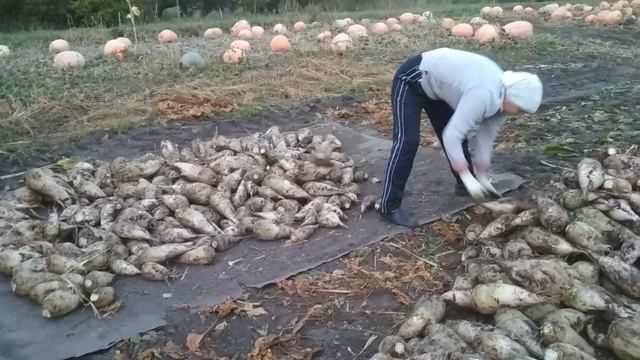 Закончили убирать свеклу. смотреть онлайн