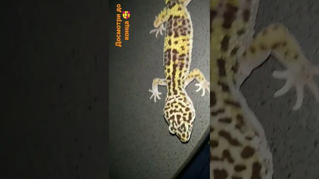 #лайк #подпишись #шортс #интересно #эублефар