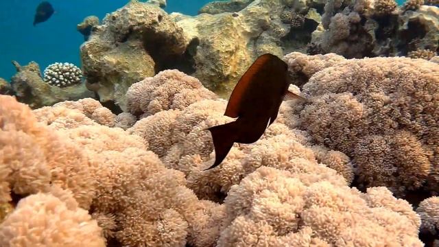 Brown surgeonfish (Acanthurus nigrofuscus), Коричневый хирург смотреть онлайн