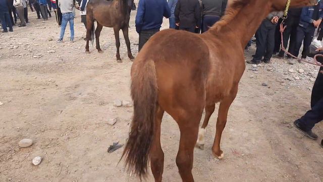 ОТ БОЗОР,ШАХРИХОН ОТ БОЗОРИ,ШАХРИХОН ХОЛДАНБЕК ОТ БОЗОРИ,OT BOZORI,SHAXRIHON OT BOZORI,OT BOZORI202