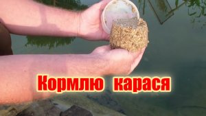 Чем кормлю карася в пруду.