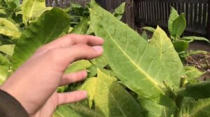 Первый год табаководства. Мои ошибки