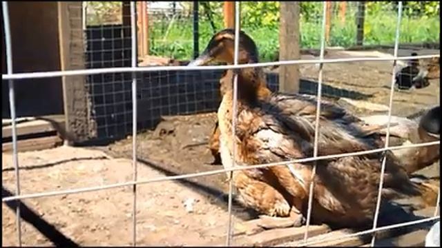 Мускусные и руанские утята, гуси линда. Выводы утят смотреть онлайн