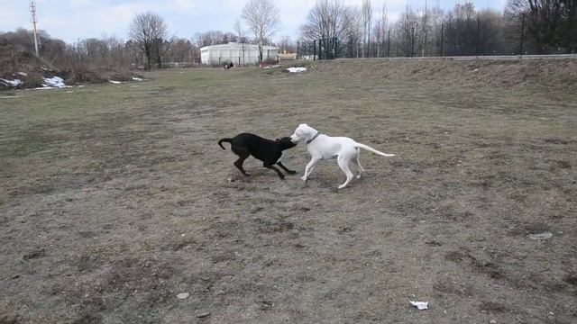 Aboo Buko Vega - zabawa nad stawem --=] Insane White Love [=-- смотреть онлайн