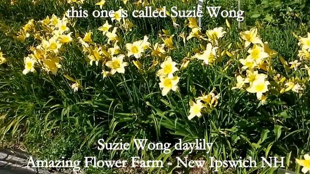 Happy Returns & Suzie Wong Daylilies смотреть онлайн
