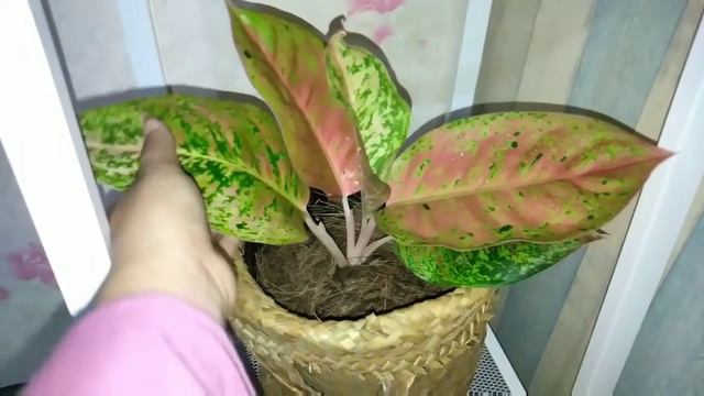 AGLONEMA UNTUK INDOOR BISA TAHAN BERAPA LAMA ??