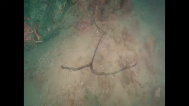 bonellia a caccia nel territorio смотреть онлайн