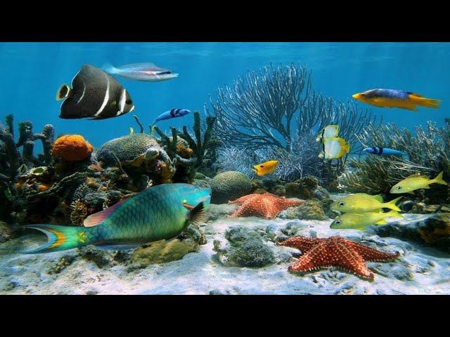 Relaxing Sleep Music / Aquarium Fish