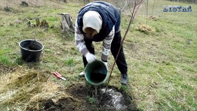 Черемуха как сажать выращивать размножать посадить черемуху черемуха посадка