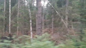 Калязин - Савелово, вид из окна пригородного поезда Сонково - Савелово