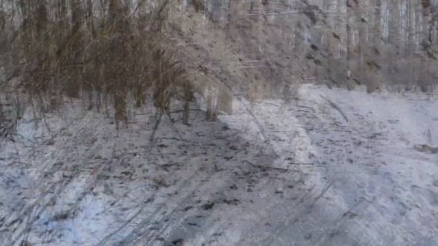 Зимний вальс леса смотреть онлайн