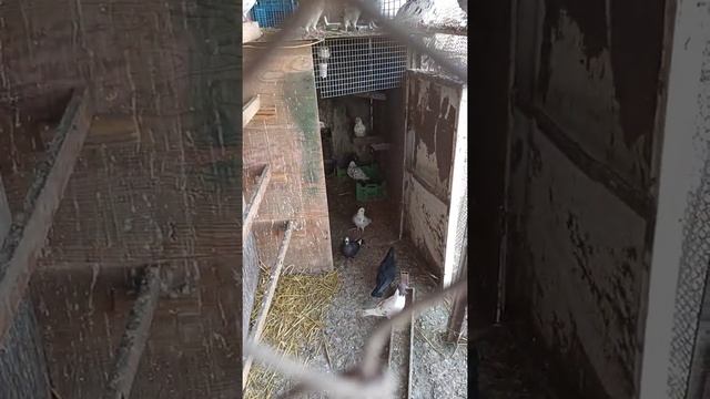 axavniner 2021 смотреть онлайн