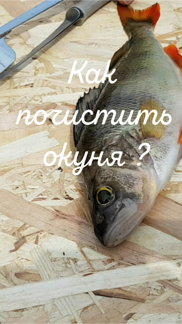 Как почистить окуня? смотреть онлайн
