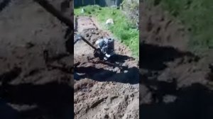 #культиватор#зарывается мотокультиватор