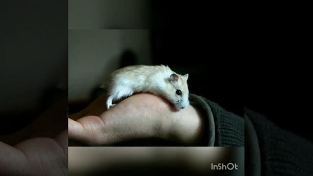 Для тех кто любит хомяков смотреть онлайн