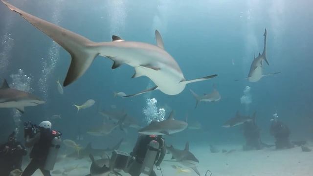 Stuart Cove Shark Dive - 4-19-2017 смотреть онлайн