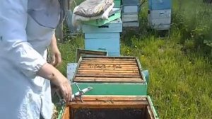 деление пчелиной семьи на пол   лёта