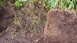 Как пересадить взрослую голубику