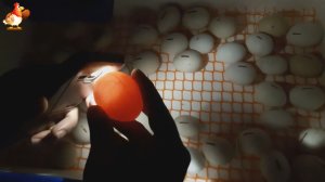 12-й день инкубации и что можно увидеть в яйце