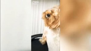 ЗЛОЙ ПЁС TIK TOK